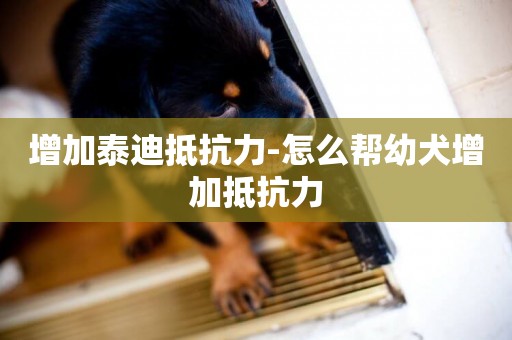 增加泰迪抵抗力-怎么幫幼犬增加抵抗力