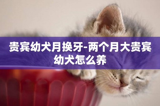 貴賓幼犬月換牙-兩個月大貴賓幼犬怎么養