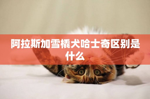 阿拉斯加雪橇犬哈士奇區別是什么