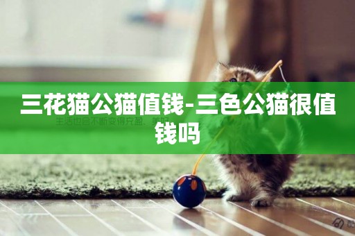 三花貓公貓值錢-三色公貓很值錢嗎