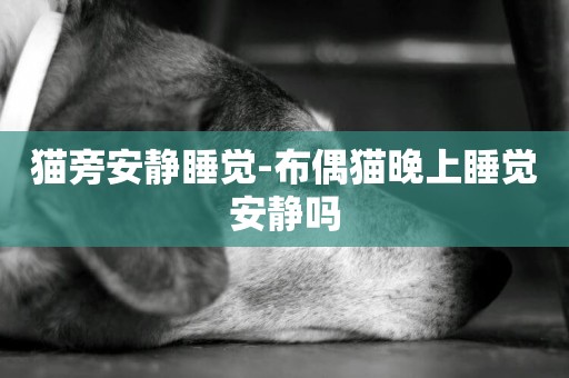 貓旁安靜睡覺-布偶貓晚上睡覺安靜嗎