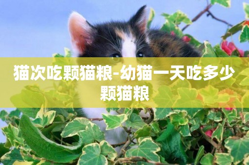 貓次吃顆貓糧-幼貓一天吃多少顆貓糧