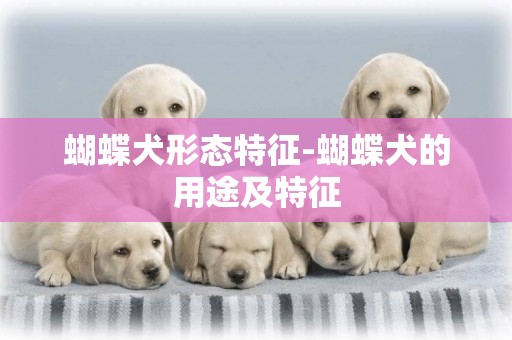 蝴蝶犬形態特征-蝴蝶犬的用途及特征