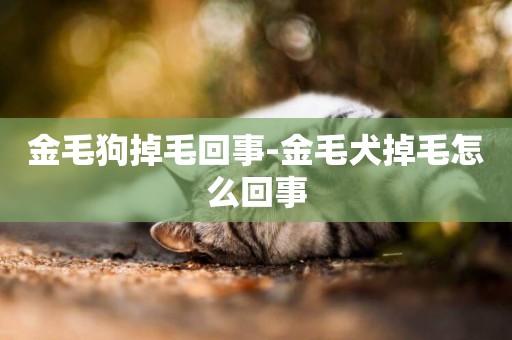 金毛狗掉毛回事-金毛犬掉毛怎么回事