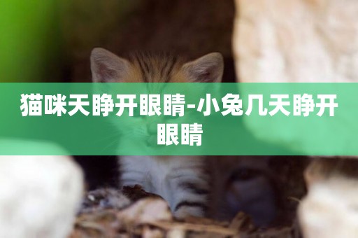 貓咪天睜開眼睛-小兔幾天睜開眼睛