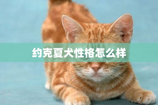 約克夏犬性格怎么樣