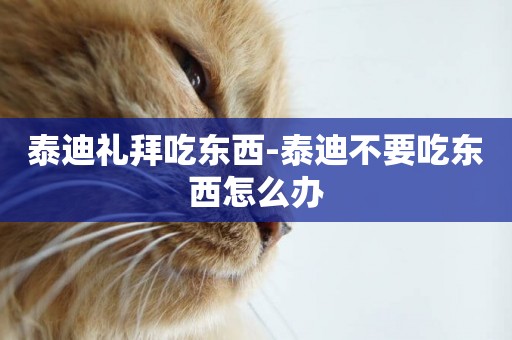 泰迪禮拜吃東西-泰迪不要吃東西怎么辦