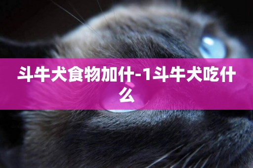 斗牛犬食物加什-1斗牛犬吃什么