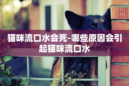 貓咪流口水會死-哪些原因會引起貓咪流口水