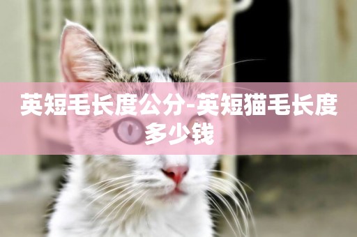英短毛長度公分-英短貓毛長度多少錢