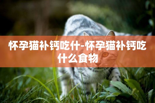 懷孕貓補鈣吃什-懷孕貓補鈣吃什么食物