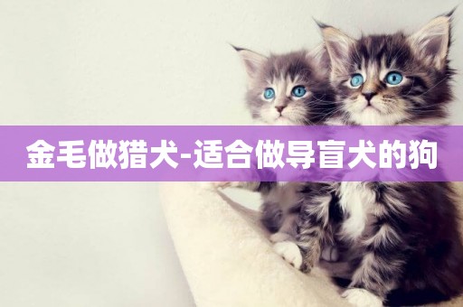 金毛做獵犬-適合做導盲犬的狗