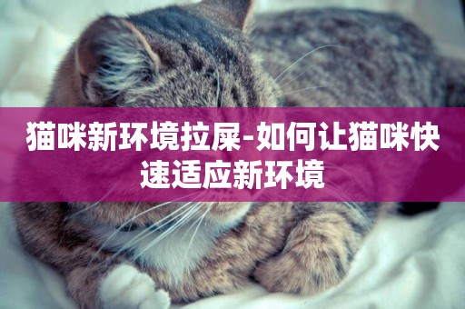 貓咪新環境拉屎-如何讓貓咪快速適應新環境