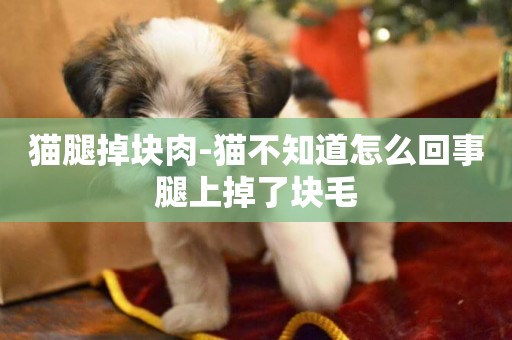 貓腿掉塊肉-貓不知道怎么回事腿上掉了塊毛