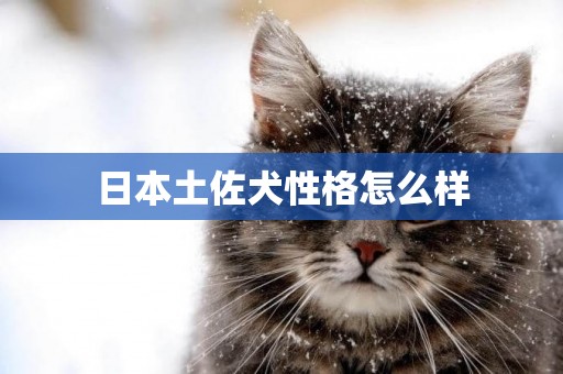 日本土佐犬性格怎么樣