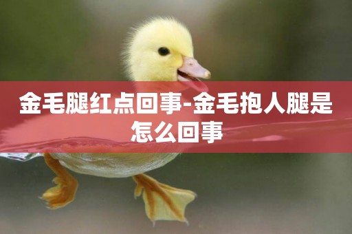金毛腿紅點回事-金毛抱人腿是怎么回事