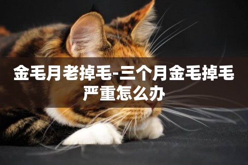 金毛月老掉毛-三個月金毛掉毛嚴重怎么辦