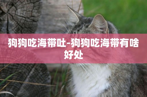 狗狗吃海帶吐-狗狗吃海帶有啥好處