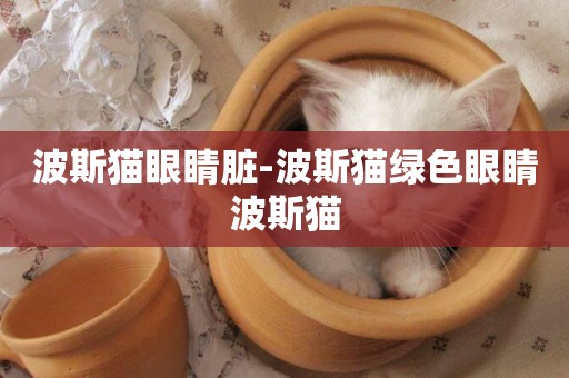 波斯貓眼睛臟-波斯貓綠色眼睛波斯貓