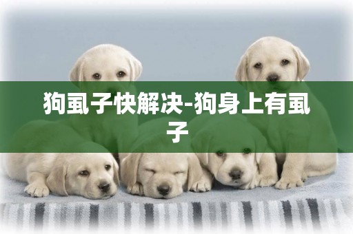 狗虱子快解決-狗身上有虱子