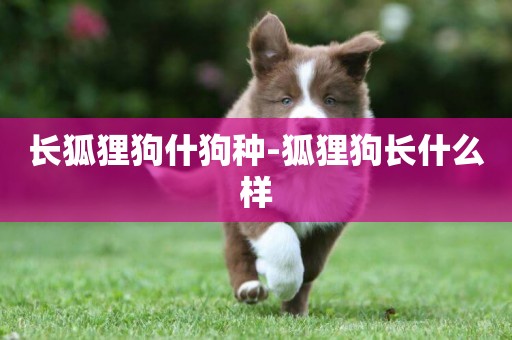 長狐貍狗什狗種-狐貍狗長什么樣
