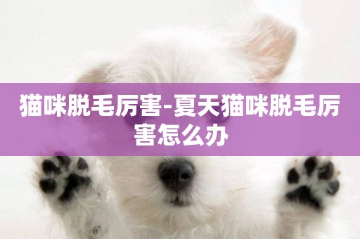 貓咪脫毛厲害-夏天貓咪脫毛厲害怎么辦