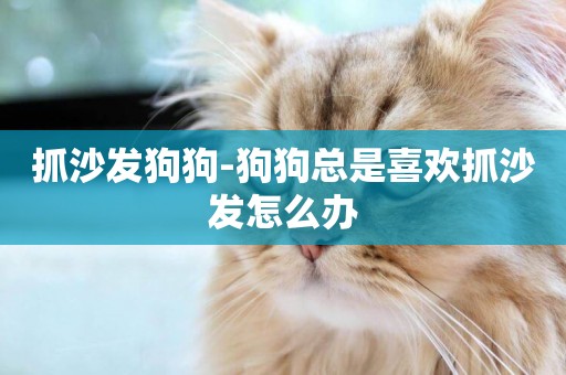 抓沙發狗狗-狗狗總是喜歡抓沙發怎么辦