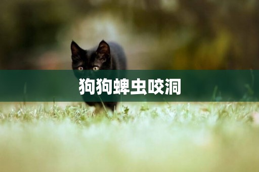 狗狗蜱蟲咬洞