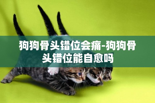 狗狗骨頭錯位會痛-狗狗骨頭錯位能自愈嗎