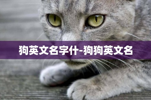 狗英文名字什-狗狗英文名