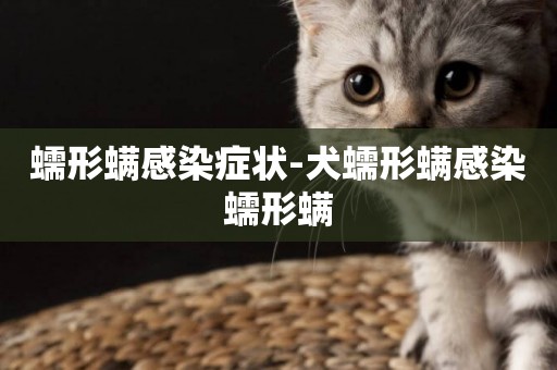蠕形螨感染癥狀-犬蠕形螨感染蠕形螨