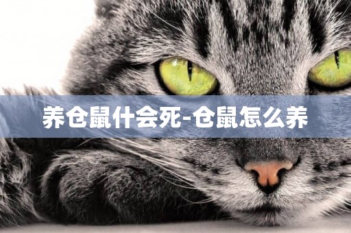 養倉鼠什會死-倉鼠怎么養