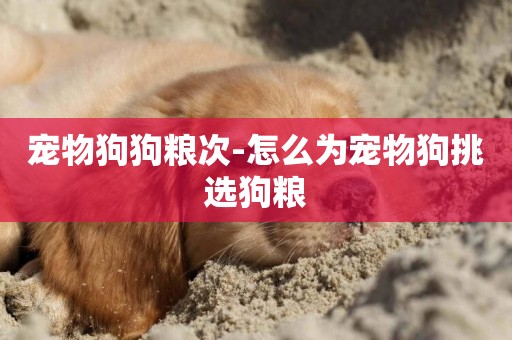 寵物狗狗糧次-怎么為寵物狗挑選狗糧