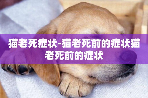 貓老死癥狀-貓老死前的癥狀貓老死前的癥狀