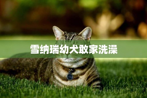 雪納瑞幼犬敢家洗澡