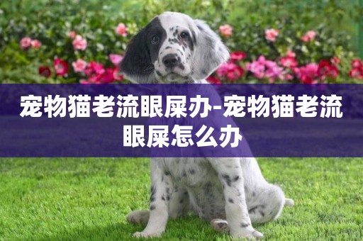 寵物貓老流眼屎辦-寵物貓老流眼屎怎么辦
