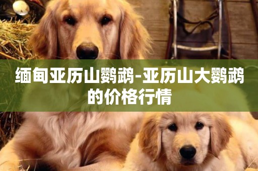 緬甸亞歷山鸚鵡-亞歷山大鸚鵡的價格行情