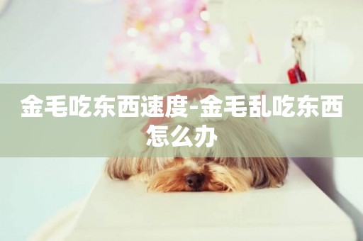 金毛吃東西速度-金毛亂吃東西怎么辦