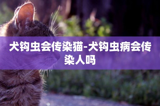 犬鉤蟲會傳染貓-犬鉤蟲病會傳染人嗎