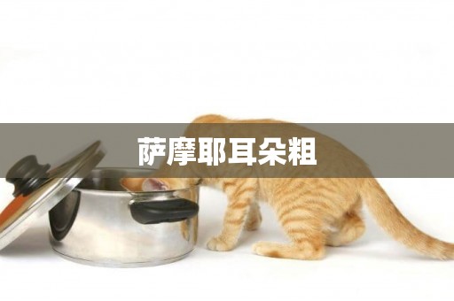 薩摩耶耳朵粗