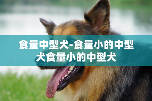 食量中型犬-食量小的中型犬食量小的中型犬