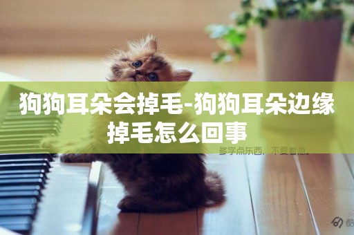 狗狗耳朵會掉毛-狗狗耳朵邊緣掉毛怎么回事