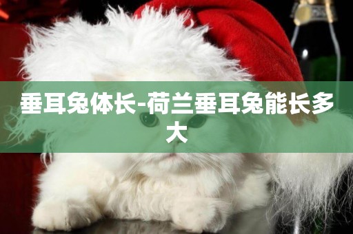 垂耳兔體長-荷蘭垂耳兔能長多大