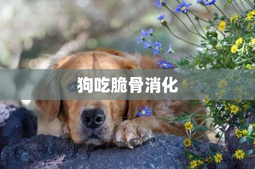 狗吃脆骨消化