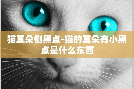 貓耳朵側黑點-貓的耳朵有小黑點是什么東西