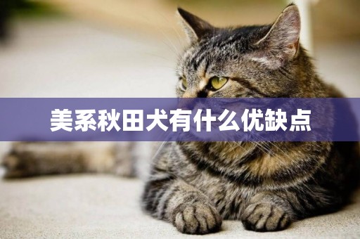美系秋田犬有什么優缺點
