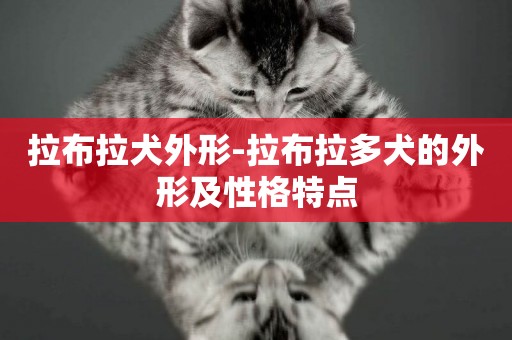 拉布拉犬外形-拉布拉多犬的外形及性格特點