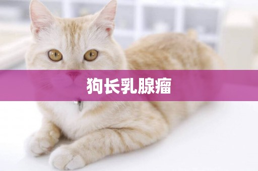 狗長乳腺瘤