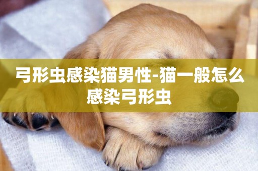 弓形蟲感染貓男性-貓一般怎么感染弓形蟲