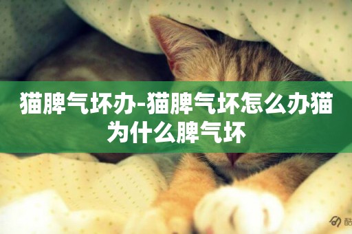 貓脾氣壞辦-貓脾氣壞怎么辦貓為什么脾氣壞
